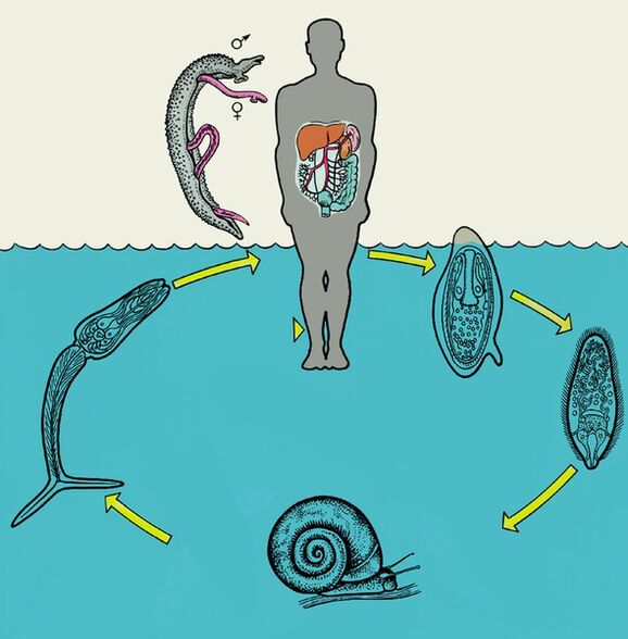 Schistosoma Liewenszyklus Diagramm