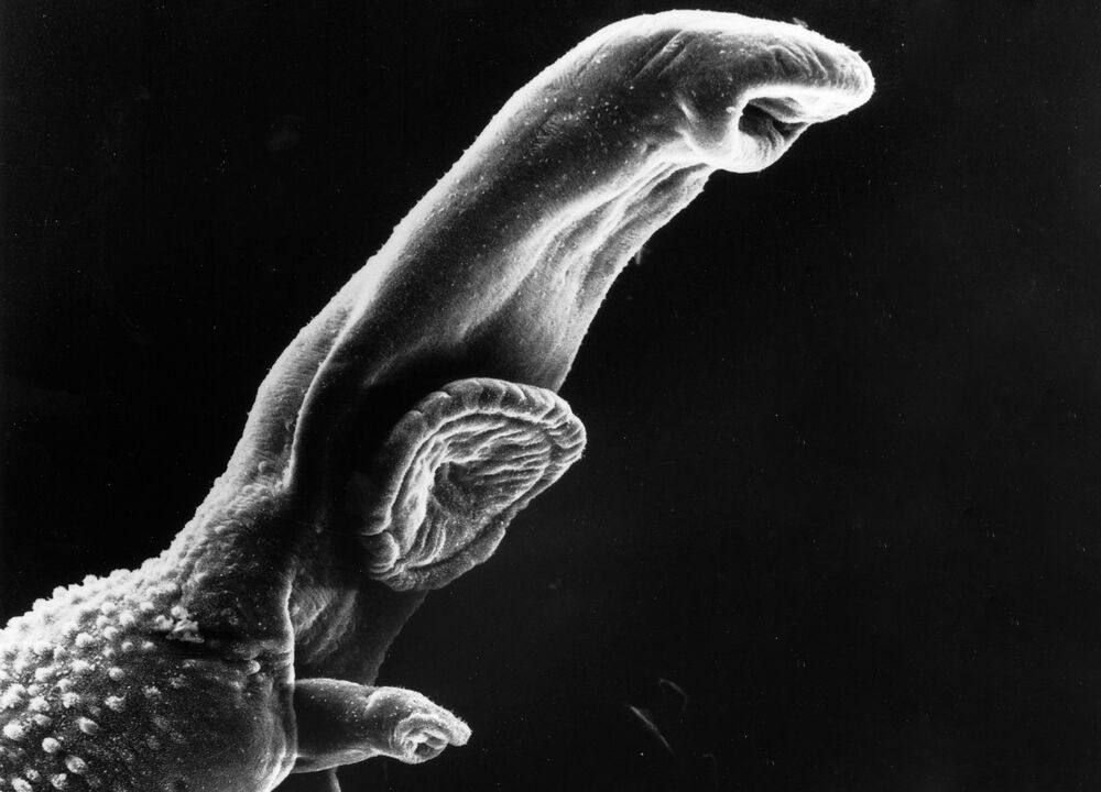 Schistosoma ass e Parasit deem säi Liewenszyklus en Zwëschehost erfuerdert. 